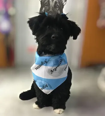 [argen] BANDANA CANINE COUTURE TODAS y ARGENTINA