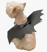 DISFRAZ HALLOWEEN ALAS BATMAN CANINE COUTURE 16