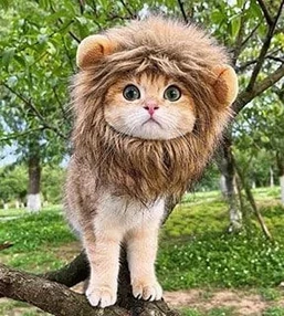 GORRO POLAR LEON