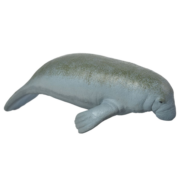 CANCAT CHIFLE MANATI