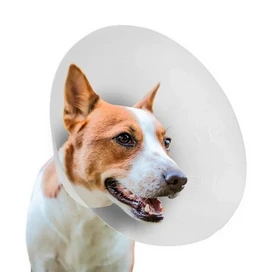 COLLAR ISABELINO T3